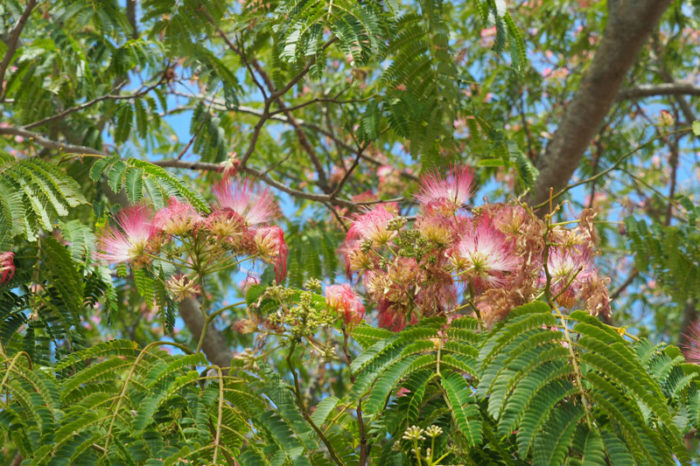 Arbre_A_Soie 